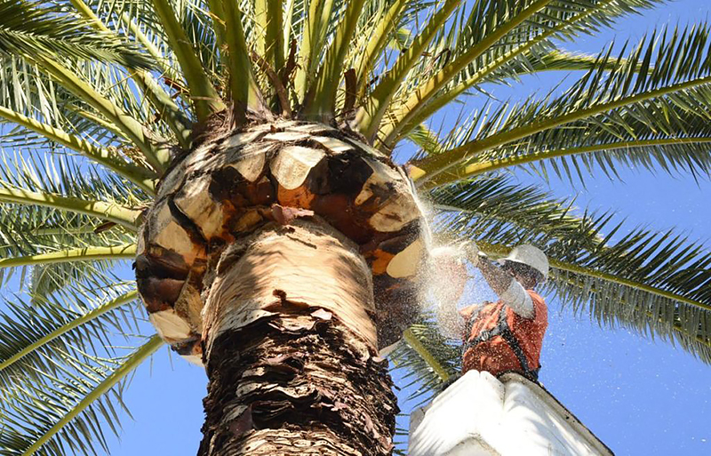 Palm Tree Skinning and Pruning